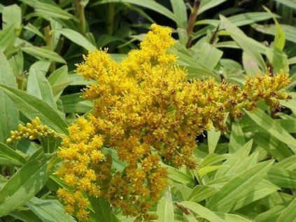 Zlatobýl x hybr. 'Golden Dwarf' - Solidago x hybr. 'Golden Dwarf'  Solidago x hybr. 'Golden Dwarf'
