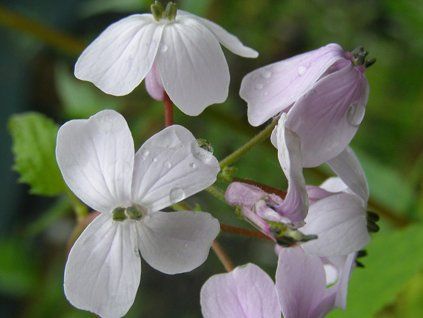 Měsíčnice vytrvalá - Lunaria rediviva  Lunaria rediviva
