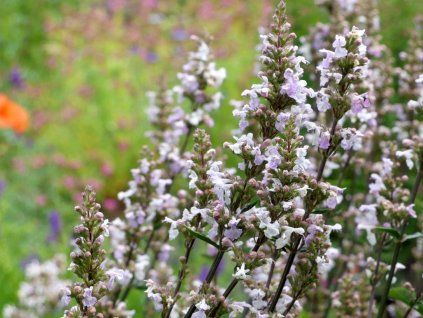 Šanta lesostepní - Nepeta nuda  Nepeta nuda