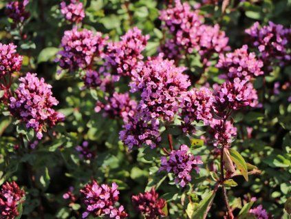 Oregáno, dobromysl 'Herrenhausen' - Origanum laevigatum hybr. 'Herrenhausen'  Origanum laevigatum 'Herrenhausen'