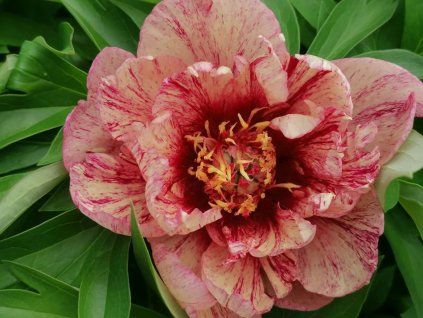 Pivoňka itoh 'All That Jazz' - Paeonia itoh 'All That Jazz'  Paeonia itoh ' All That Jazz'