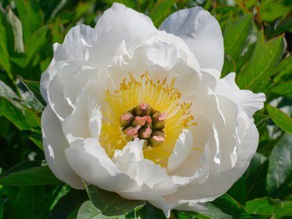 Pivoňka itoh 'Love Affair' - Paeonia itoh 'Love Affair'  Paeonia itoh 'Love Affair'