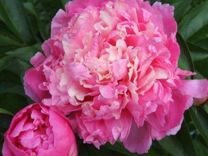 Pivoňka čínská 'Annemieke' - Paeonia lactiflora 'Annemieke'  Paeonia lactiflora 'Annemieke'