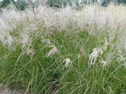 Ozdobnice čínská 'Sarabande' - Miscanthus sinensis 'Sarabande'  Miscanthus sinensis 'Sarabande'
