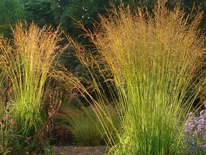 Bezkolenec rákosovitý 'Sky Racer' - Molinia arundinacea 'Sky Racer'  Molinia arundinacea'Sky Racer'