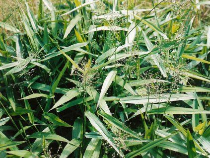 Proso skryté - Panicum clandestinum  Panicum clandestinum