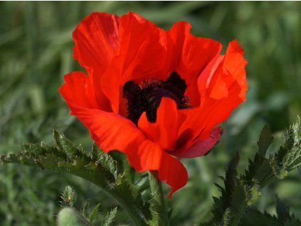 Mák východní 'Nana Allegro' - Papaver orientale 'Nana Allegro'  Papaver orientale 'Nana Allegro'