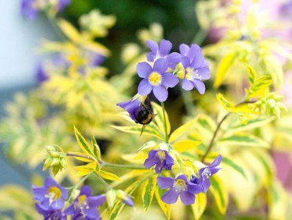 Jirnice plazivá 'Golden Feathers' - Polemonium reptans 'Golden Feathers'  Polemonium reptans 'Golden Feathers'