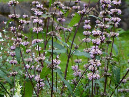 Sápa hlíznatá 'Bronze Flamingo' - Phlomis tuberosa 'Bronze Flamingo'  Phlomis tuberosa 'Bronze Flamingo'