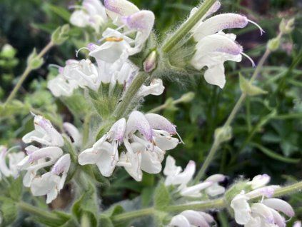 Šalvěj stříbrná 'Artemis'  - Salvia argentea 'Artemis'  Salvia argentea 'Artemis'