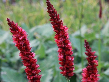 Rdesno objímavé 'Fat Domino' - Polygonum amplexicaule 'Fat Domino'  Polygonum amplexicaule 'Fat Domino'
