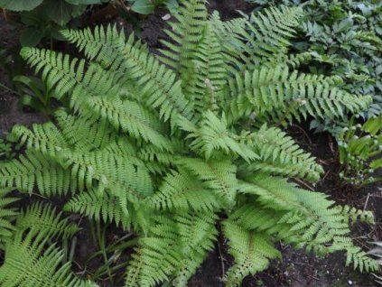 Kapradina štětinonosná 'Plumosum' - Polystichum setiferum 'Plumosum'  Polystichum setiferum 'Plumosum'