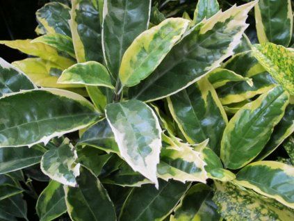 Aukuba japonská 'Sulphurea Marginata'  Aucuba japonica 'Picturata'