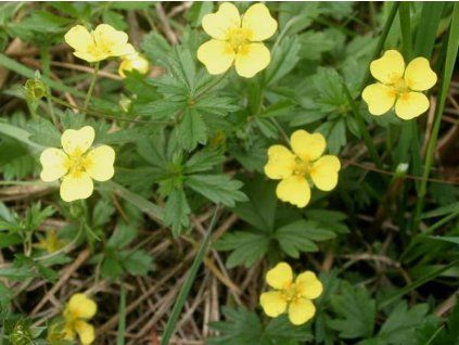 Mochna nátržník - Potentilla erecta  Potentilla erecta