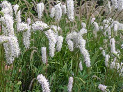 Krvavec výchoasijský 'Alba' - Sanguisorba tenuifolia 'Alba'  Sanguisorba tenuifolia 'Alba'