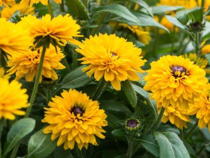Třapatka (Rudbékie) srstnatá 'Littlebeckia Ballerina'- Rudbeckia 'Littlebeckia Ballerina  Rudbeckia hirta 'Littlebeckia Ballerina'