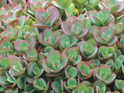 Rozchodník  Sunsparkler® 'Lime Zinger' - Sedum  Sunsparkler® 'Lime Zinger'  Sedumcauticola Sunsparkler® 'Lime Zinger'