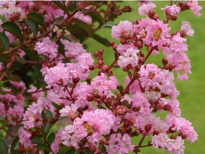 Lagerstroémie 'Rosa'  Lagerstroemia indica 'Rosa'