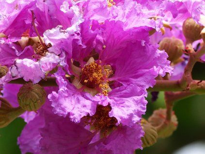 Lagerstroémie 'Viola'  Lagerstroemia indica 'Viola'