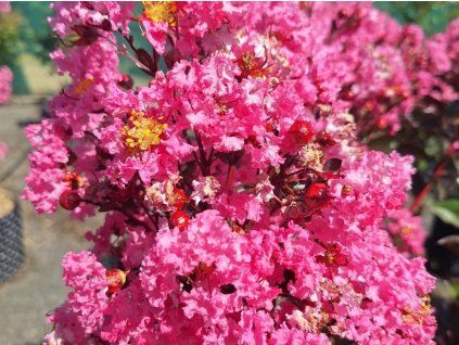 Lagerstroémie 'Rhapsody In Pink'  Lagerstroemia indica 'Rhapsody In Pink'