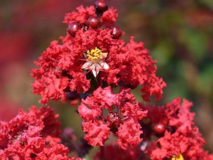 Lagerstroémie 'Rossa'  Lagerstroemia indica 'Rossa'