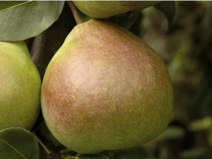 Hrušeň 'Saint Rémy'  Pyrus communis 'Saint Rémy'