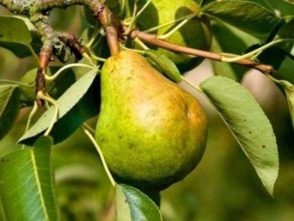 Hrušeň 'Noordhollandse Suikerpeer'  Pyrus communis 'Noordhollandse Suikerpeer'