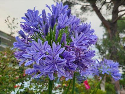 Kalokvět africký  'Pitchoune'® - Agapanthus africanus 'Pitchoune'®  Agapanthus africanus 'Pitchoune®'