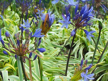 Kalokvět 'Gold Strike'® - Agapanthus 'Gold Strike'®  Agapanthus 'Gold Strike'®