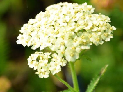 Řebříček obecný 'Creme de la Creme' - Achillea millefolium 'Creme de la Creme'  Achillea millefolium 'Creme de la Creme'