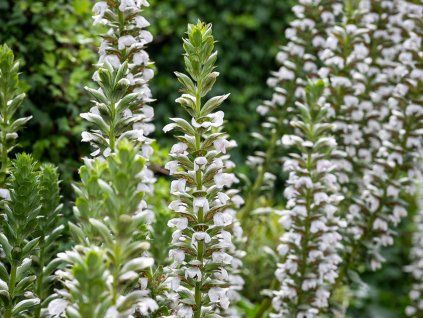 Paznehtník měkký 'Rue Ledan' - Acanthus mollis 'Rue Ledan'  Acanthus mollis 'Rue Ledan'
