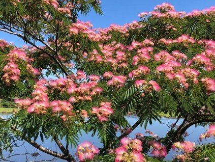 Albízie růžová 'Newport'  Albizia julibrissin 'Newport'