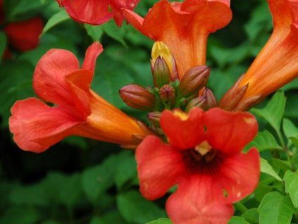 Trubač křížený 'Fire Trumpet Vine'  Campsis tagliabuana 'Fire Trumpet Vine'