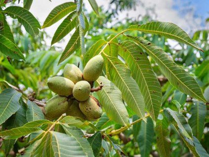 Ořechovec pekanový 'Desirable'  Carya illinoinensis 'Desirable'