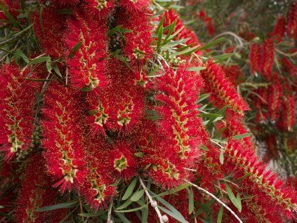 Štětkovec vrbový  Callistemon viminalis