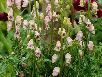 Oměj šalamounek 'Rubellum' - Aconitum napellus 'Rubellum'  Aconitum napellus 'Rubellum'