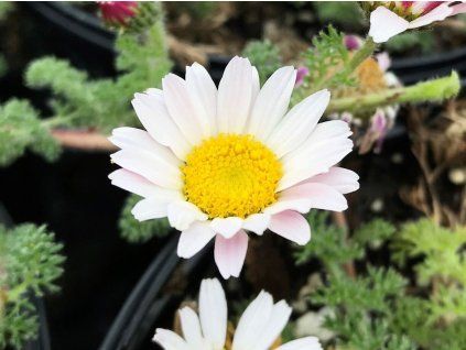 Kruhovník rozprostřený - Anacyclus pyrethrum var. depressus  Anacyclus pyrethrum var. depressus