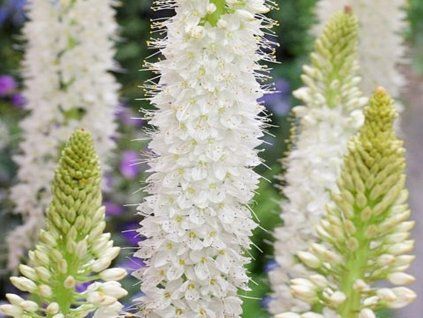 Liliochvostec 'Tropical Dream' - Eremurus isabellinus 'Tropical Dream'  Eremurusisabellinus 'Tropical Dream'