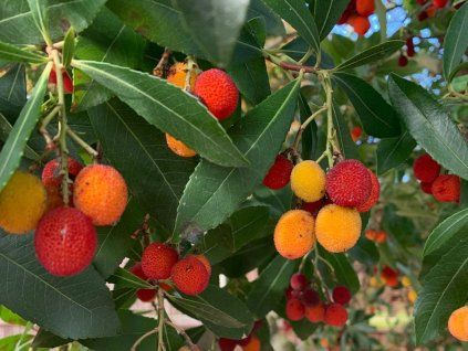Planika obecná 'Rubra'  Arbutus unedo 'Rubra'