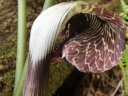 Lítostka - Arisaema griffithii  Arisaema griffithii