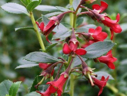 Zábluda/Eskalonie 'Red Elf'  Escallonia 'Red Elf'