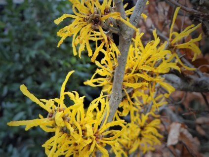 Vilín prostřední 'Evi'  Hamamelis x intermedia 'Evi'