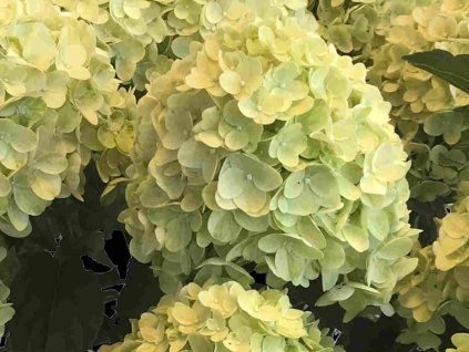 lemonlight2