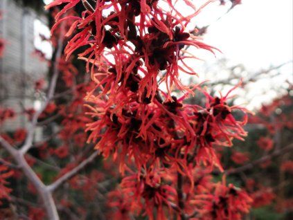 Vilín prostřední 'Livia'  Hamamelis x intermedia 'Livia'