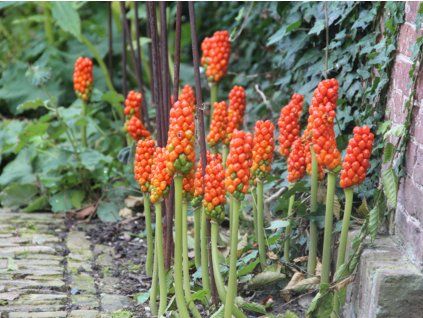 Árón italský 'Marmoratum' - Arum italicum 'Marmoratum'  Arum italicum 'Marmoratum'