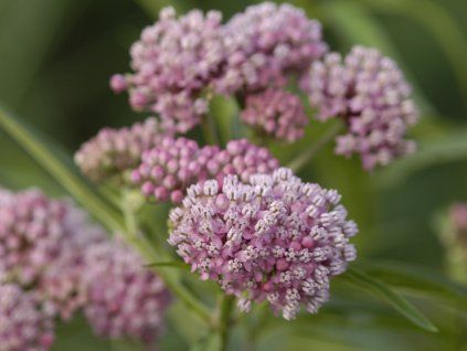 Klejicha 'Cinderella' - Asclepias incarnata 'Cinderella'  Asclepias incarnata 'Cinderella'