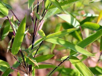 Fargesie demissa 'Gerry'/Bambus  Fargesia demissa 'Gerry'