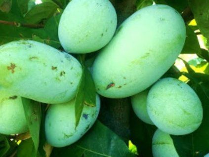 Muďoul trojlaločný 'Mango'  Asimina triloba 'Mango'