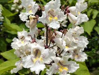 Katalpa nádherná  Catalpa speciosa