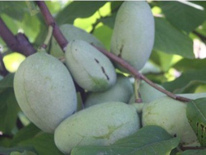 Muďoul trojlaločný 'NC-1'  Asimina triloba 'NC-1'
